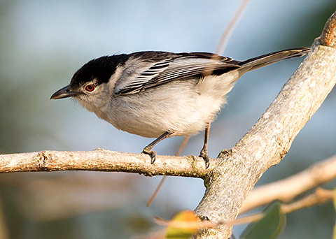 Black-backed Puffback female